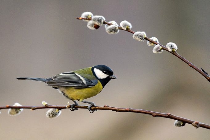 BBC Wildlife: Le Migliori Mangiatoie Per Uccelli Da Finestra