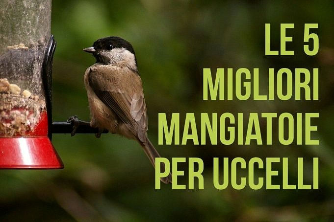 Come Scegliere La Mangiatoia Per Uccelli Giusta All About Birds