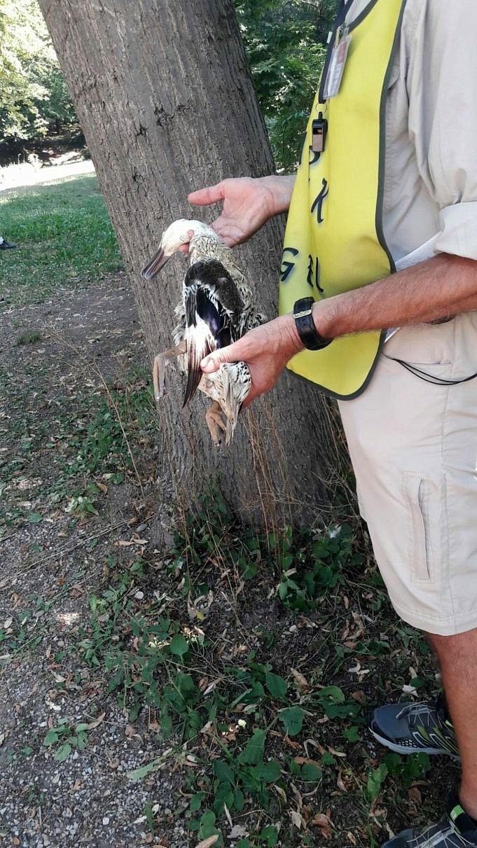 Dare Da Mangiare O Non Nutrire Gli Uccelli Selvatici Servizio Di Pesca E Fauna Selvatica Degli Stati Uniti