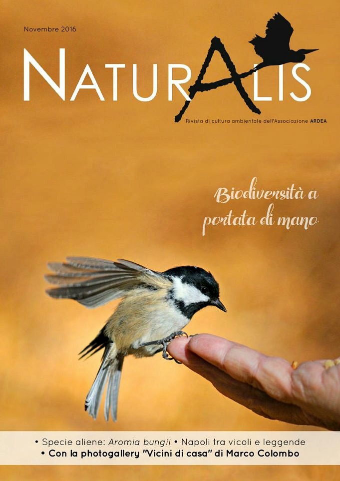 I Vantaggi Del Birdwatching E Dell'alimentazione Degli Uccelli Del Cortile