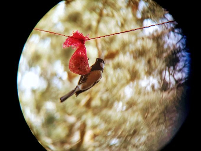 Il Fotografo Scatta Foto Ravvicinate Di Uccelli Alle Mangiatoie Per Uccelli