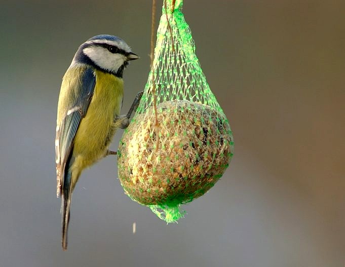 Scatta Foto Di Uccelli A Una Mangiatoia Per Uccelli