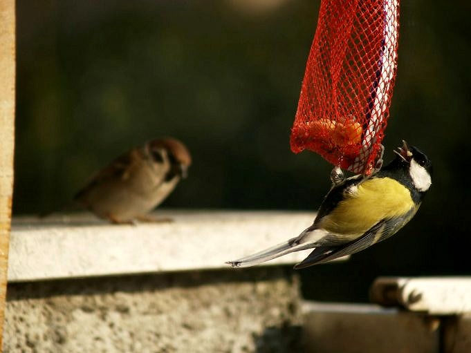 Sei Motivi Per Pensarci Due Volte Prima Di Acquistare Una Mangiatoia Per Uccelli